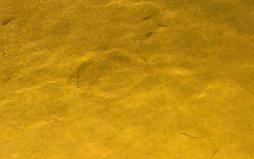 best flounder gigging lights